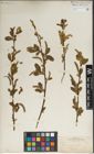 Foto von Salix laevigata Bebb